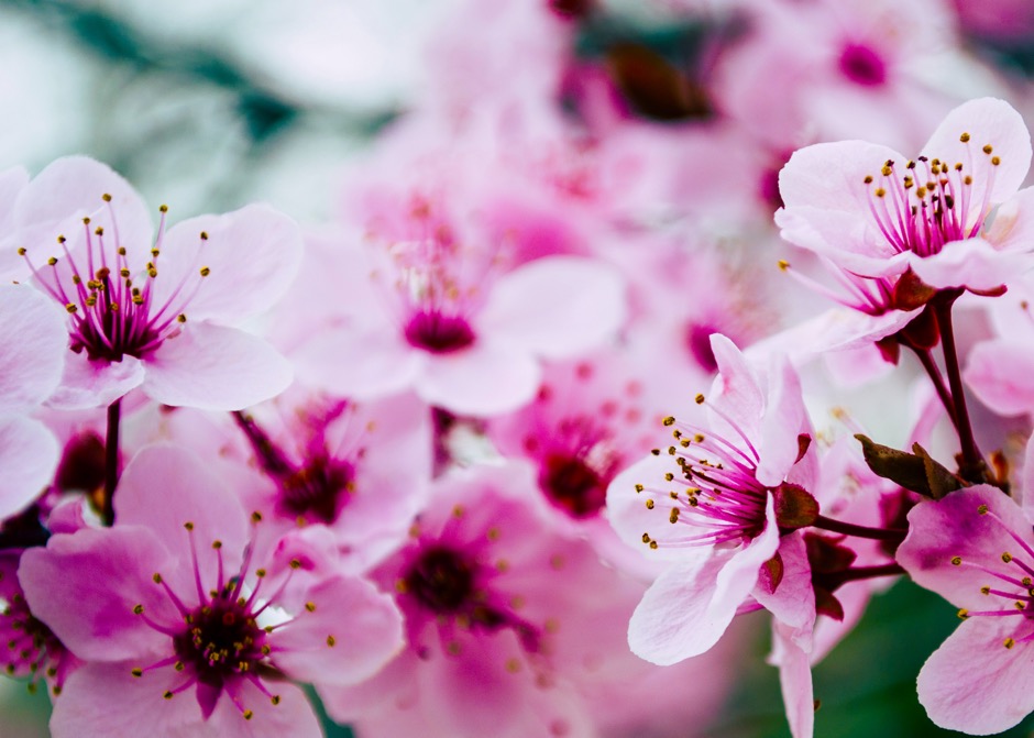 A Blossom in the House