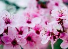 A Blossom in the House