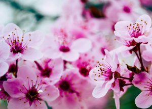 Read more about the article A Blossom in the House